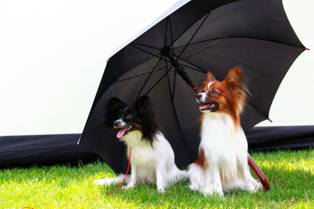 Two dogs papillon are sitting under a black umbrellaの写真素材