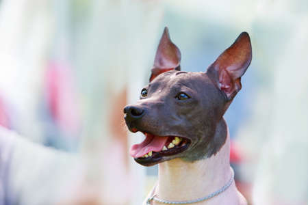 Dog breed mexican hairless dog on a blue backgroundの写真素材