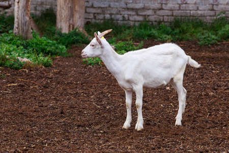Young white goat on an organic farm