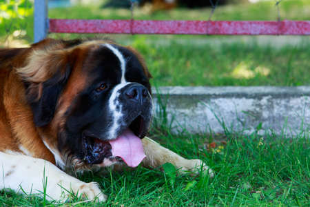 Dog breed Saint Bernard in the parkの写真素材