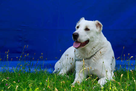 Dog breed Alabai is lying on the green grassの写真素材