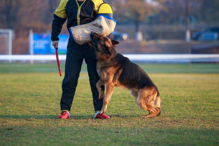 The police dog training to attack criminalsの写真素材