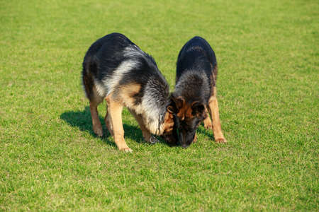 Two dogs breed German shepherd play the ballの写真素材
