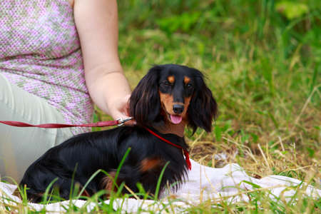 Dog breed dachshund sitting in the parkの写真素材