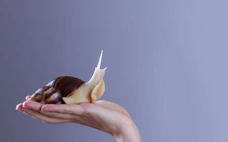 Achatina snaiBig Achatina snail in a hand on gray backgroundの写真素材