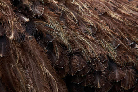 the beautiful texture of a ostrich feather