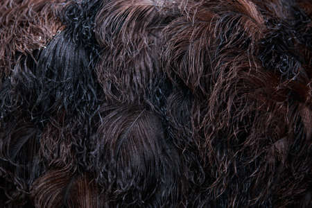 the beautiful texture of a ostrich featherの写真素材