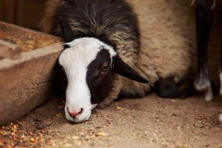 The portrait of a beautiful young sheep