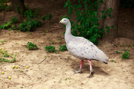 Big wild goose walks in the meadow