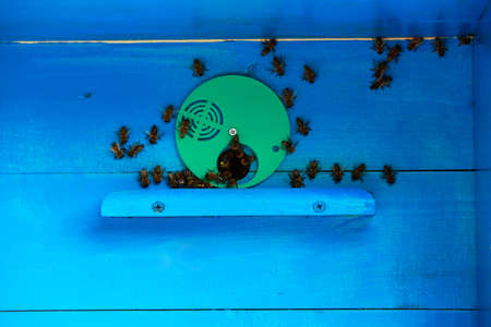 Bees at entrance to the hive close up