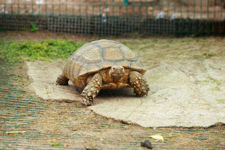 Big old turtle walks in the meadowの写真素材