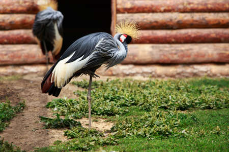 Two large beautiful crowned cranes in the meadowの写真素材