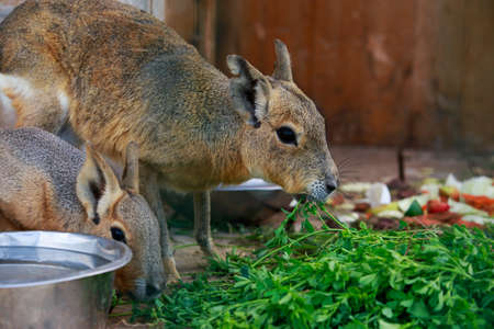 Patagonian hare close upの写真素材