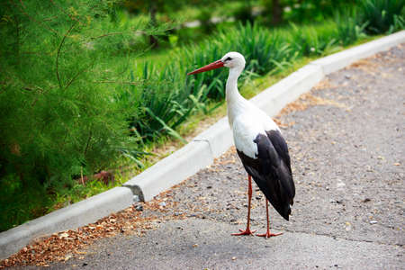 Beautiful white stork walks in the parkの写真素材