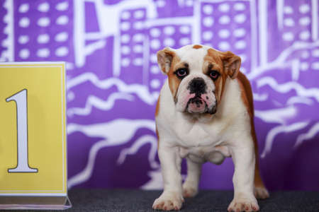 Dog breed English Bulldog stands on a purple backgroundの写真素材