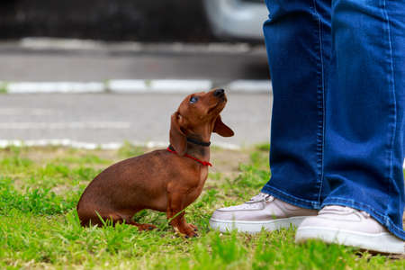 The dog breed dachshund stands on green grassの写真素材