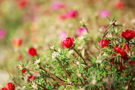 Background of small red flowers a close upの写真素材