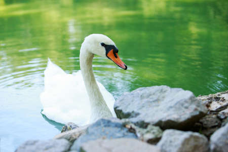One white swan on a lake backgroundの写真素材