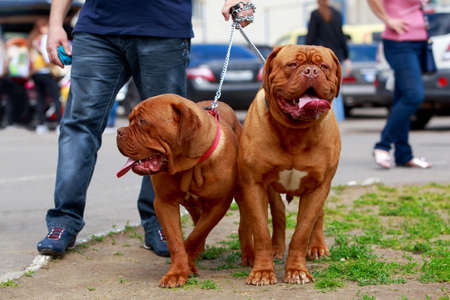 Two dogs of breed french mastiff walk in the parkの写真素材