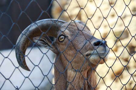 mountain goat behind the net looks sadの写真素材
