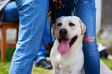 The dog breed Labrador a close up