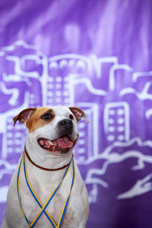 Dog of breed English Staffordshire Bull Terrierの写真素材