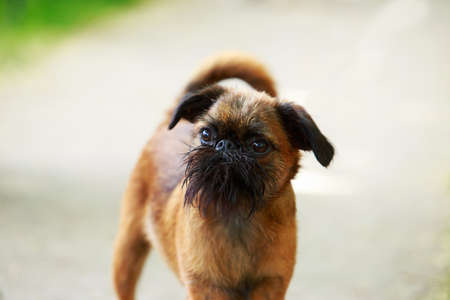 Dog breed Belgian Griffon close-up on a light backgroundの写真素材
