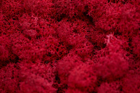 Beautiful plain background of red painted mossの写真素材