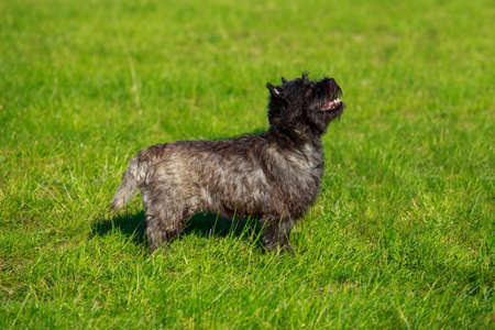 Norwich dog breed stands in the parkの写真素材