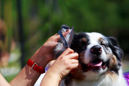 Grooming a dog of breed Australian Shepherdの写真素材