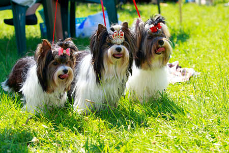 Three dogs of the Yorkshire Terrier breed in the meadowの写真素材