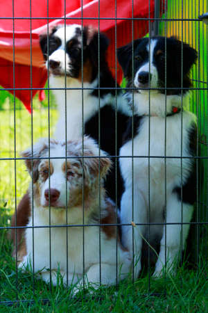 Three dogs of breed Australian Shepherd a close upの写真素材