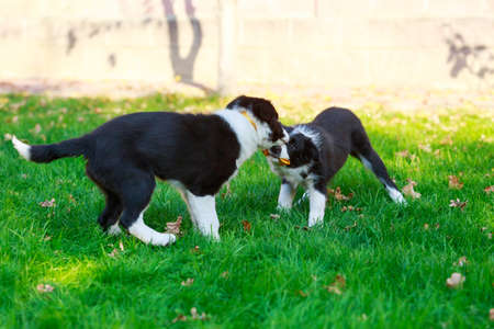 Two puppies Border Collie playing in a park on the grass
