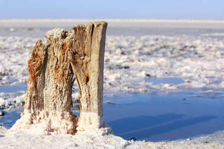 Beautiful crystals of pink salt on marshesの写真素材