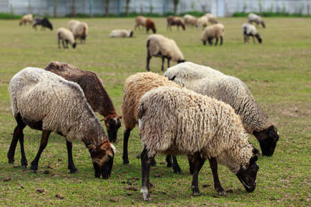 Beautiful young sheep graze in the meadow