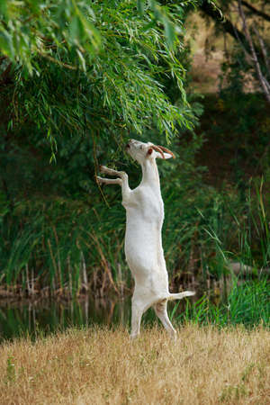 Goat tries to get leaves from a treeの写真素材