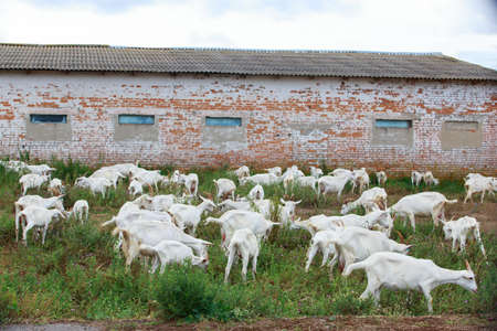 The many goats on a organic farmの写真素材