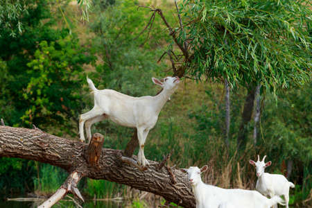 Goats on a tree in warm sunny summerの写真素材