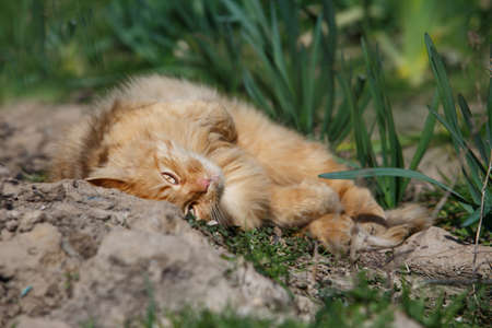 Big beautiful ginger cat in spring on the streetの写真素材