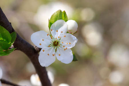 Beautiful plum blossoms on a blurry background