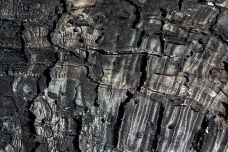Details patterned texture of a burnt wood surface