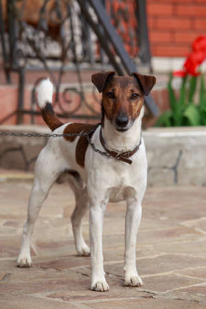 Dog breed smooth-haired fox terrier in the open airの写真素材