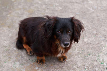 Dog breed dachshund close up in the open air