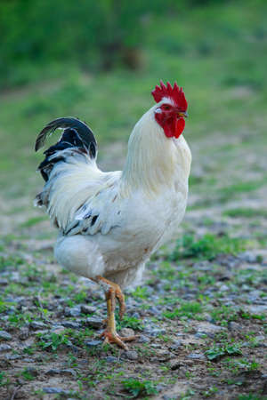 Big beautiful cock close up walks on the street