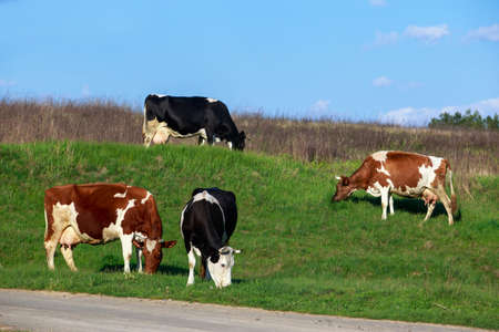 Many cows graze in a green meadow