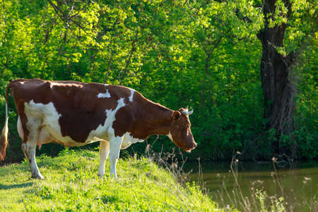 The cow grazes in a green meadow