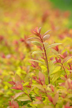 The beautiful bright background of barberry bushes