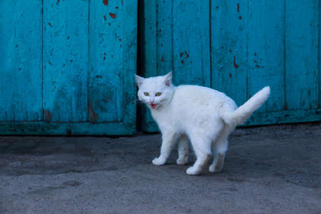 White cat in the open air close upの写真素材