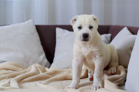 Little puppy breed Alabai on the couch