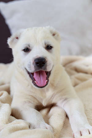 Little puppy breed Alabai on the couch